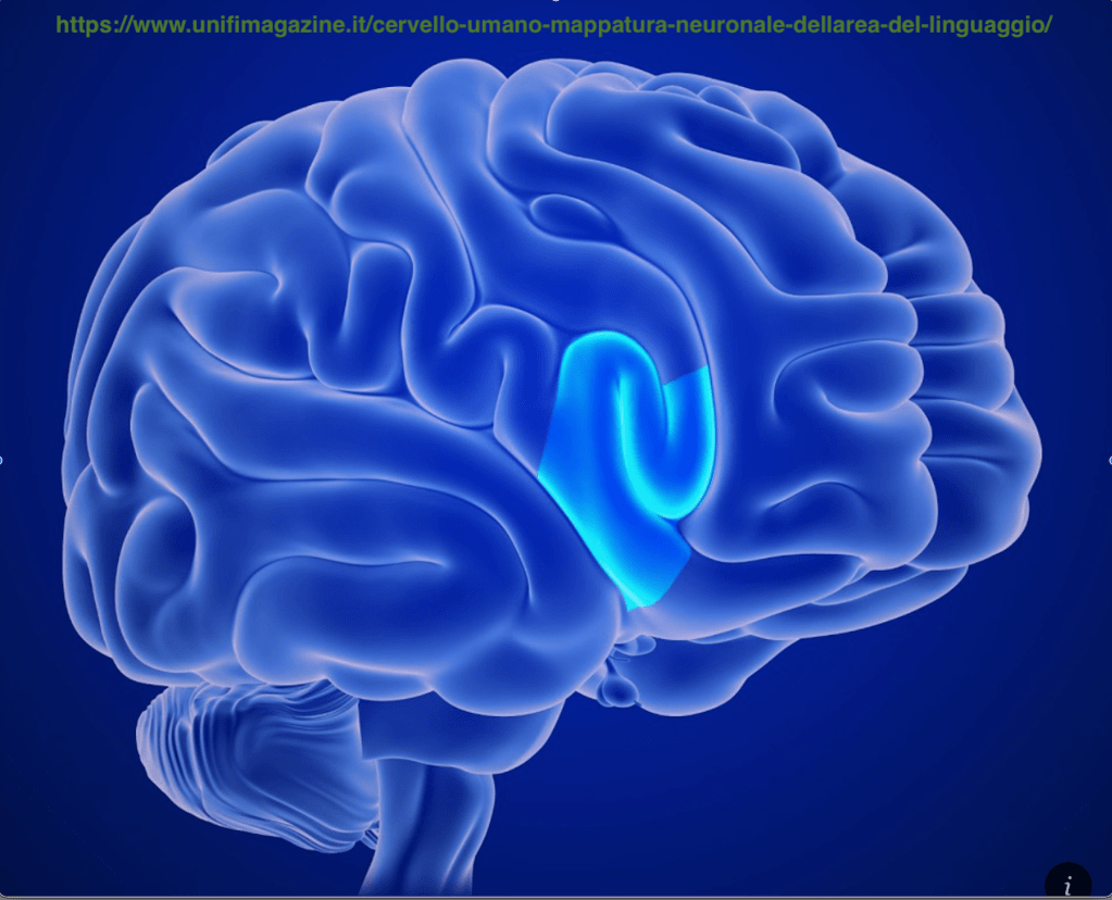 Electromagnetic Fields and the Functioning of the&nbsp;Brain